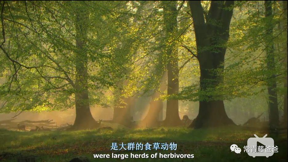小鹿最新改版，自然探索之旅，启程治愈心灵