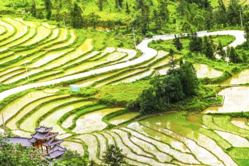 最新苗圃用地补偿标准解析及补偿标准概览