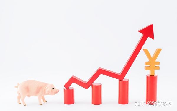 今日猪价格走势分析，最新动态、市场分析与预测
