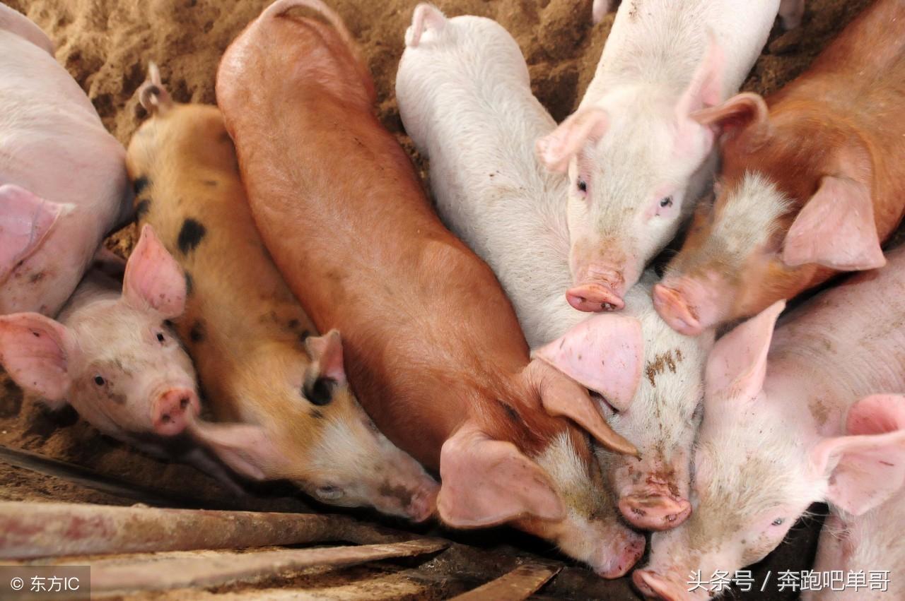 今日小猪价最新动态,兴旺猪事,友情无价