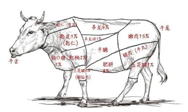 牛肉涨价揭秘,背后的原因与温馨日常故事分享