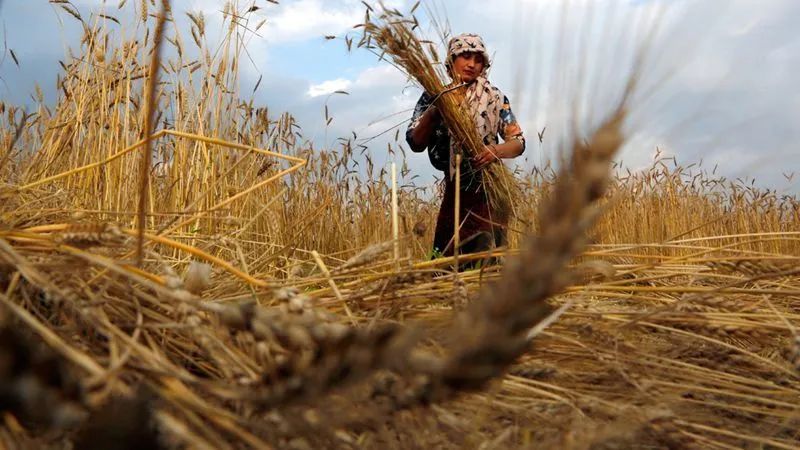 最新出口三检揭秘,小巷中的美食宝藏探索