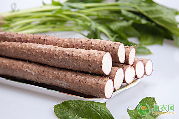 山东山药最新价格行情,科技赋能下的魅力之旅