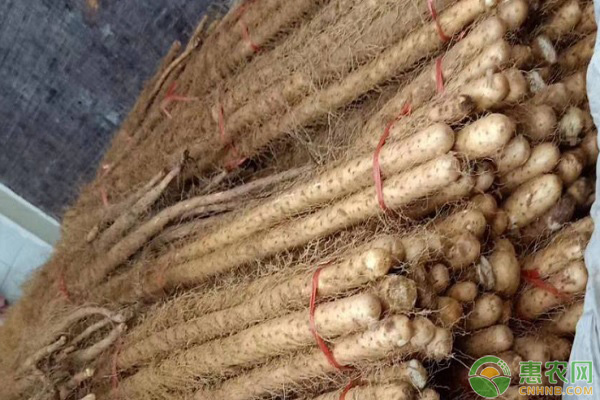 山东山药最新价格行情,科技赋能下的魅力之旅