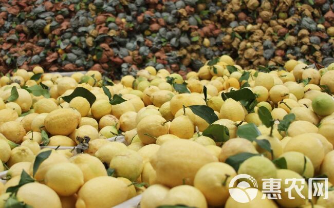 安岳柠檬最新价格,尝鲜必备,不容错过!