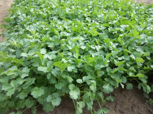 蔬菜最新行情,自然探索之旅,寻求内心宁静与平和