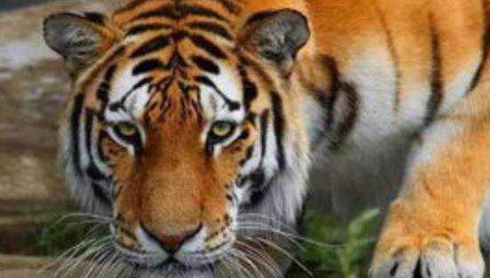 四虎最新网站与追寻自然美景之旅,内心平静的征途