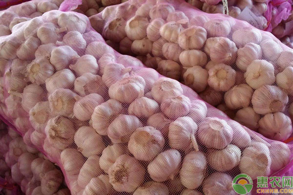 今日金乡大蒜行情更新,最新市场动态与价格走势分析