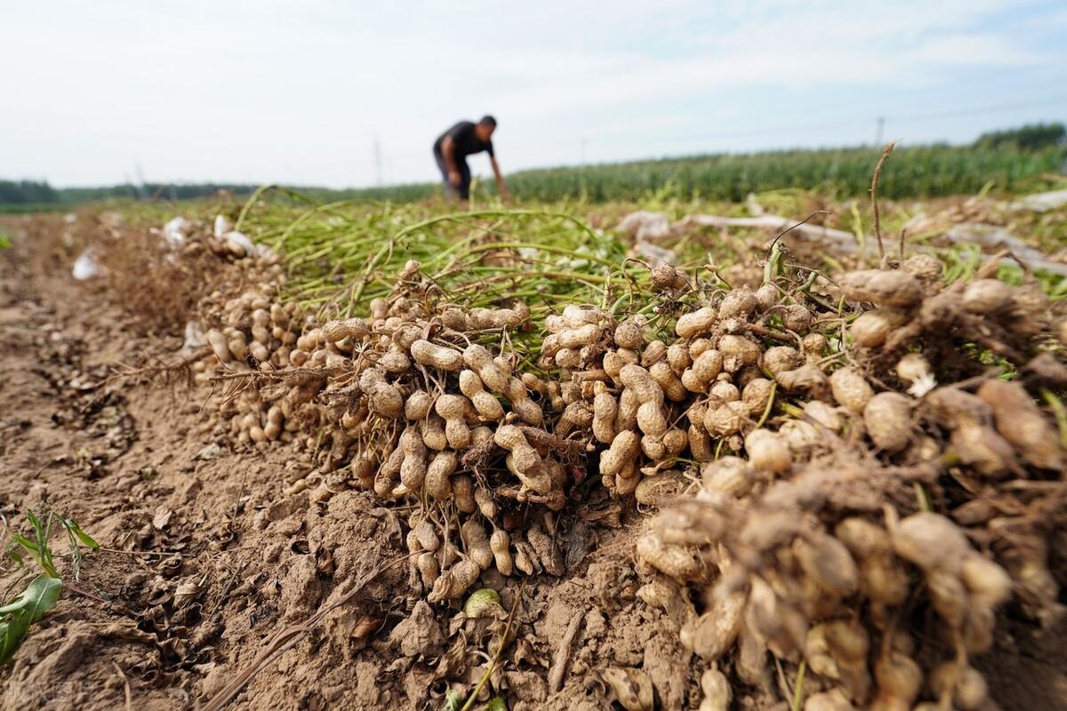 阜新鲁花2016最新招聘,时代的呼唤与行业期待的人才盛宴