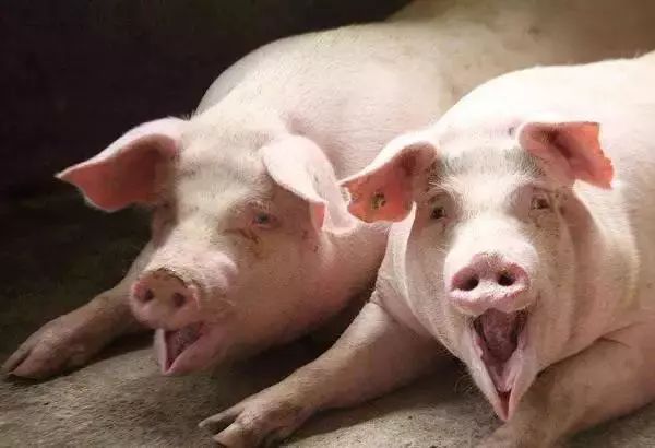 小猪价格最新动态,学习之旅中的变化与自信成就的力量