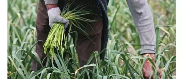 金乡蒜苔最新价格行情及分析