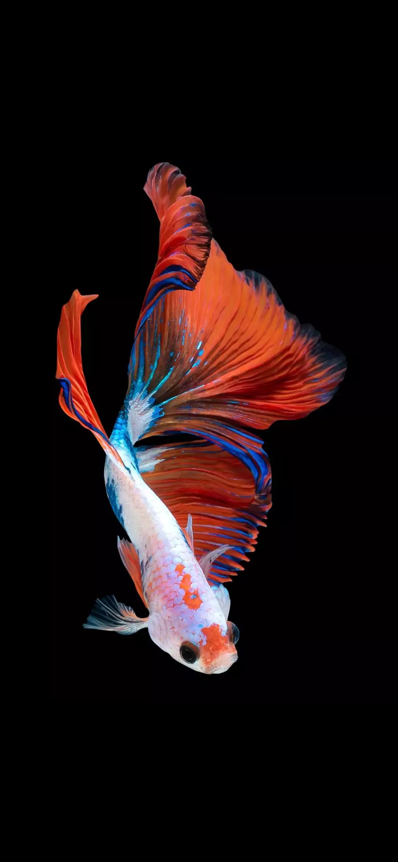 家庭餐桌新宠,创新鱼造型菜鱼跃新篇