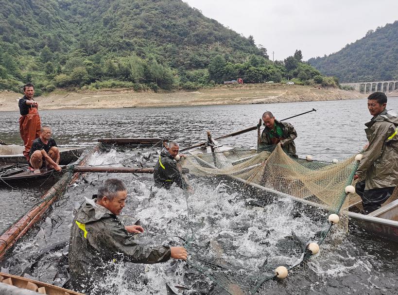 家庭餐桌新宠,创新鱼造型菜鱼跃新篇