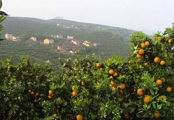 开县长沙镇快速路最新进展,驶向自然美景的平静之旅