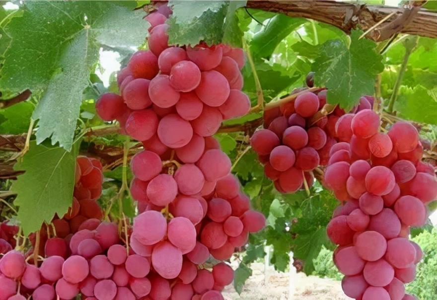全国最新葡萄品种亮相,创新葡萄育种成果展示 🍇🌱