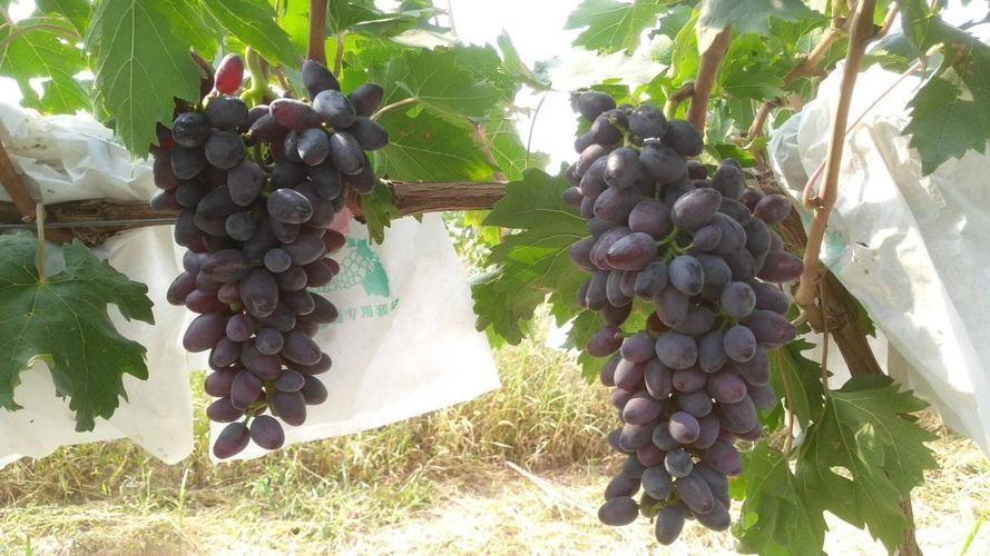 全国最新葡萄品种亮相,创新葡萄育种成果展示 🍇🌱