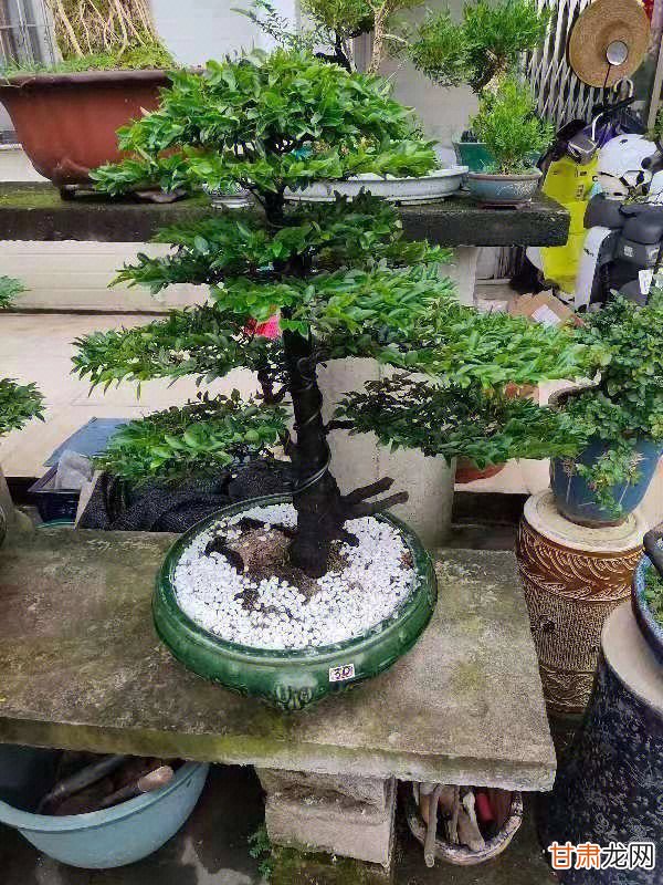 黑骨茶最新图片欣赏与识别指南,2016年更新版