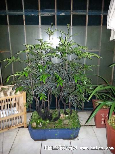 黑骨茶最新图片欣赏与识别指南,2016年更新版