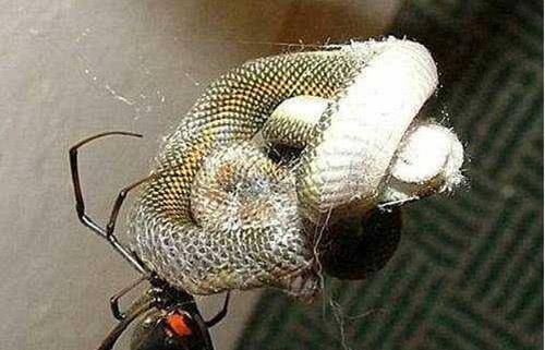 最新捕蛇网捕蛇图揭秘,探索捕蛇工具与技术进阶之道