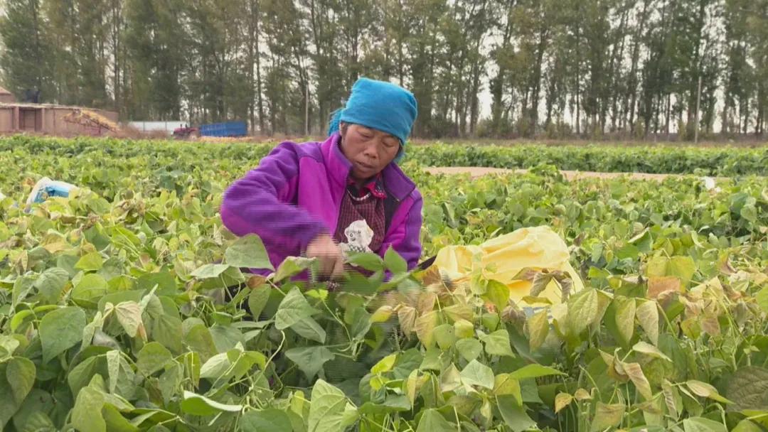 洋葱行情走势分析指南,最新动态与市场预测