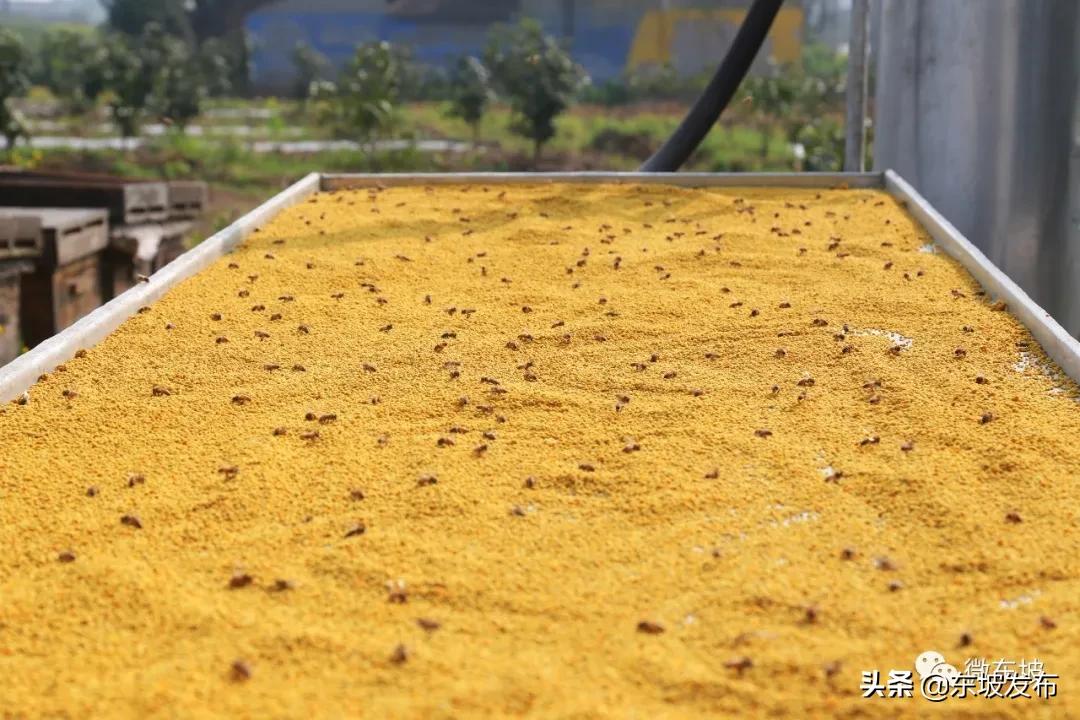 洪雅最新疫情下的自然之旅,寻求内心宁静与平和