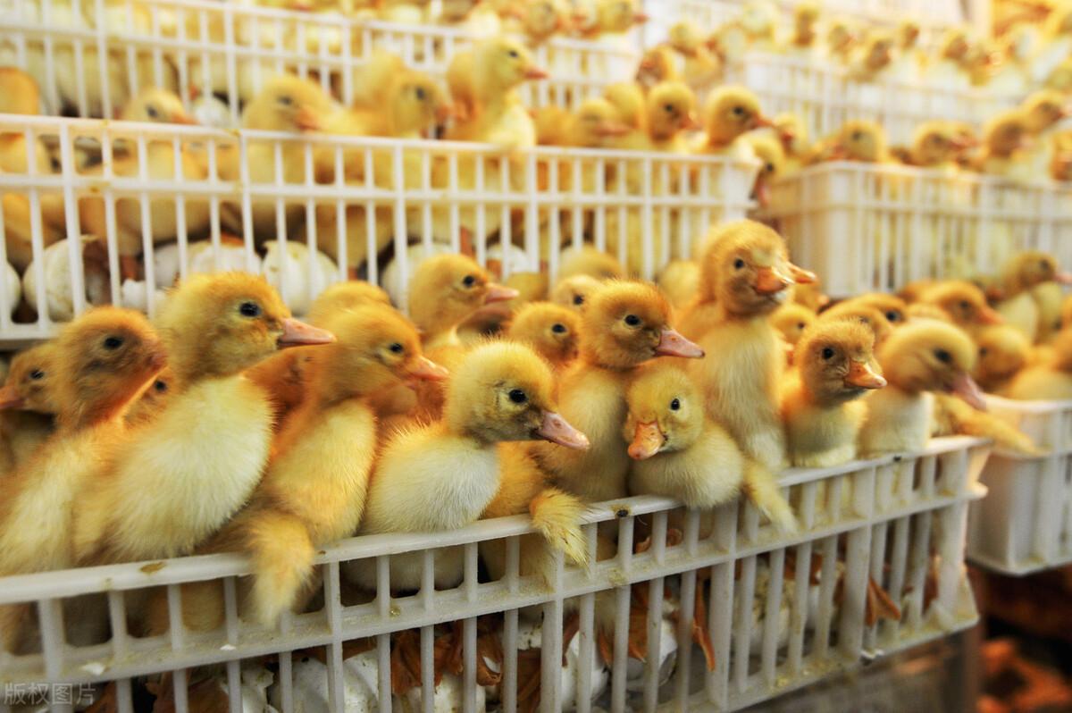 鸭苗行情深度解析，背景、重大事件与产业地位回顾