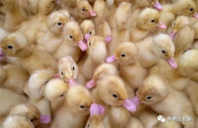 鸭苗行情深度解析,背景、重大事件与产业地位回顾