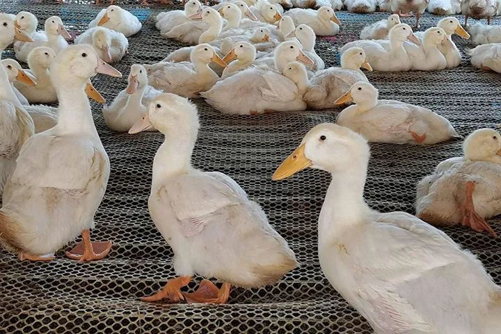 鸭苗行情深度解析,背景、重大事件与产业地位回顾