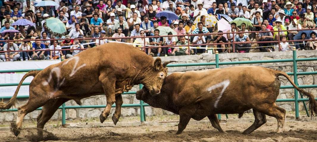 斗牛最新版,小巷里的秘密美食天堂