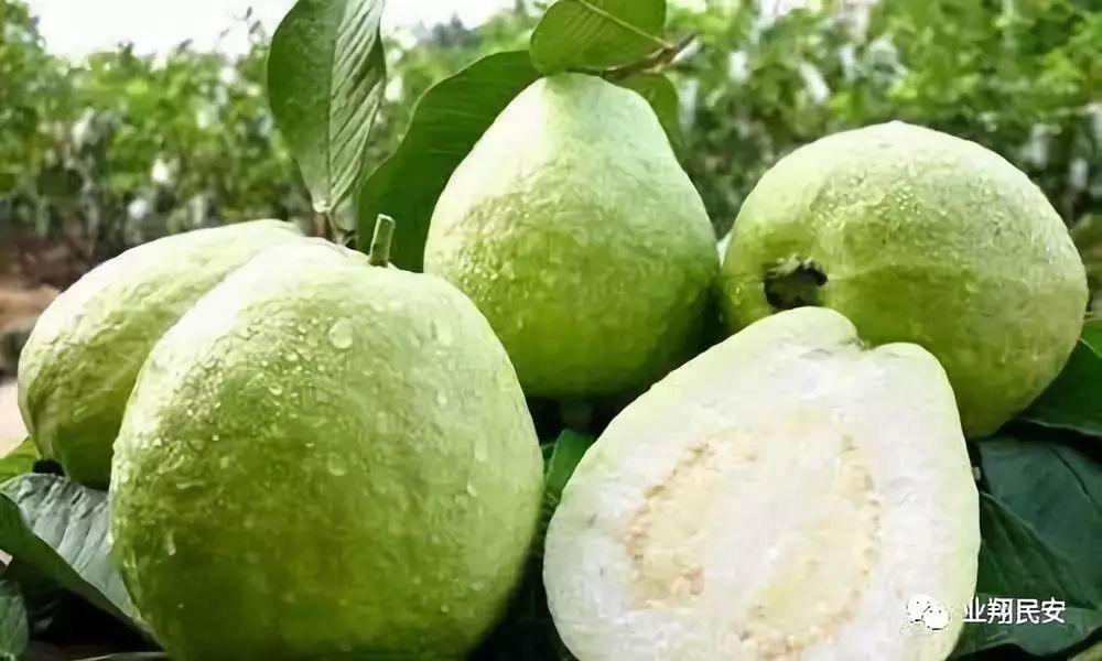 芭乐最新章节,深度解析其魅力与影响力