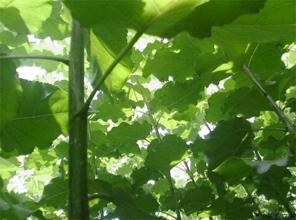 新疆杨树价格行情详解与分析报告