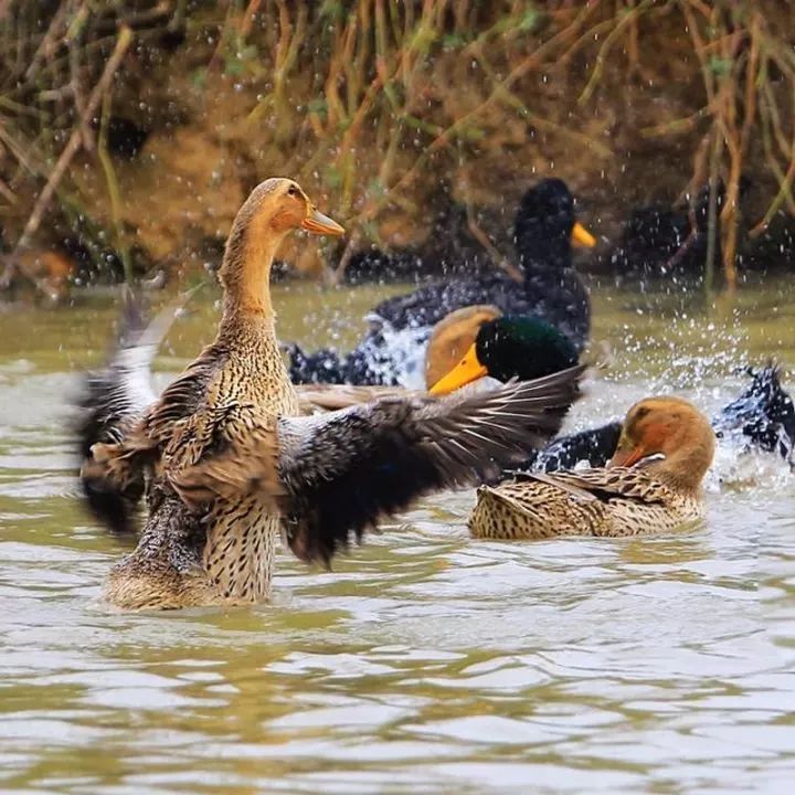 从鸭舍到梦想,励志鸭类视频大放送