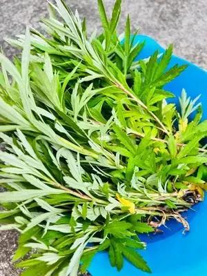 小黄瓜行情分析与交易策略指南