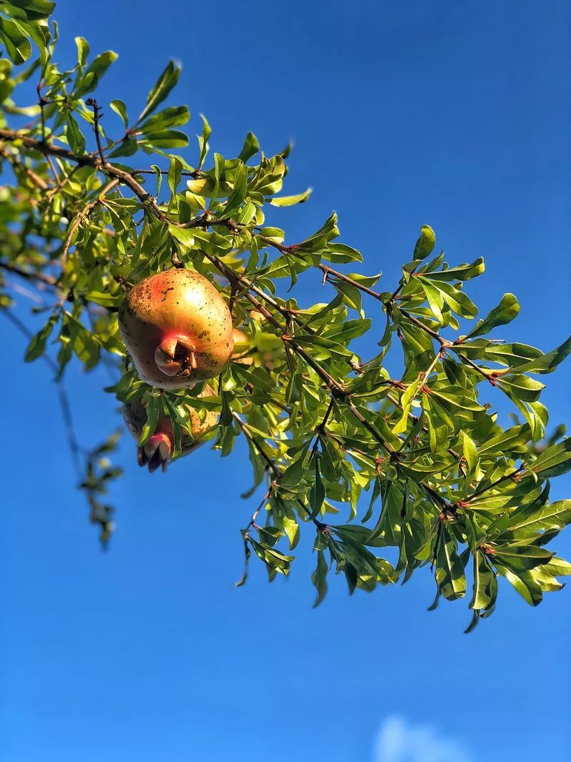 Cao榴最新探索,自然美景的轻松之旅