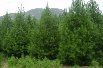 白皮松最新价格，市场走势及选购指南全解析