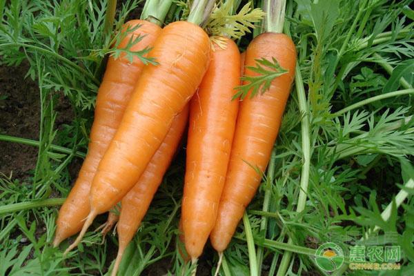 红萝卜价格最新行情获取指南及市场动态分析