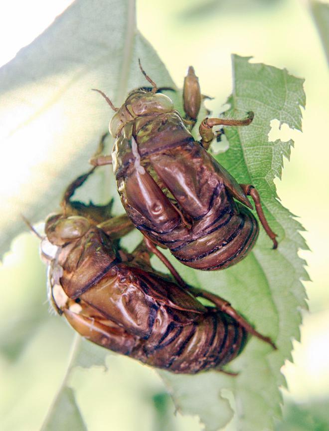 蝉蜕最新价格,蝉蜕最新价格，蜕变中的你，价值与无限可能