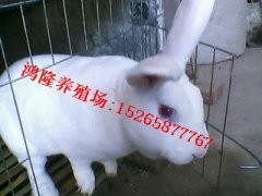 最新獭兔价格概览,市场走势、影响因素与前景展望