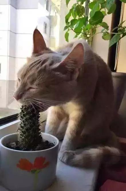 中国最新型坦克与自然美景的探寻,内心平和之旅