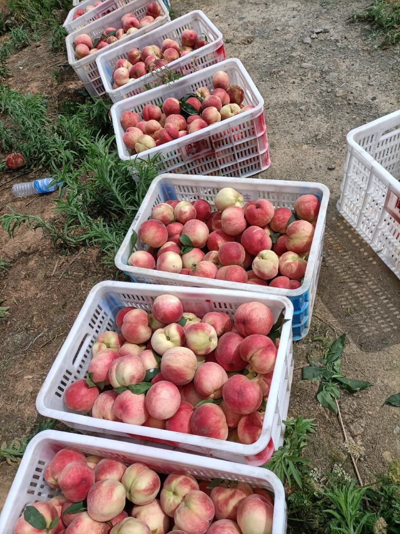 桃最新价格及市场走势深度解析