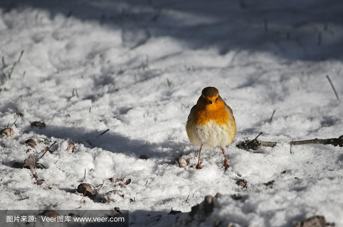 揭秘自然界奇迹，最新红雪科普之旅
