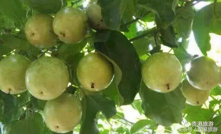 热带低压动态与小巷深处的味蕾惊喜