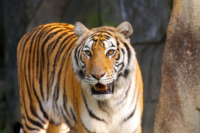 揭秘最新虎狮的崛起与保护重要性