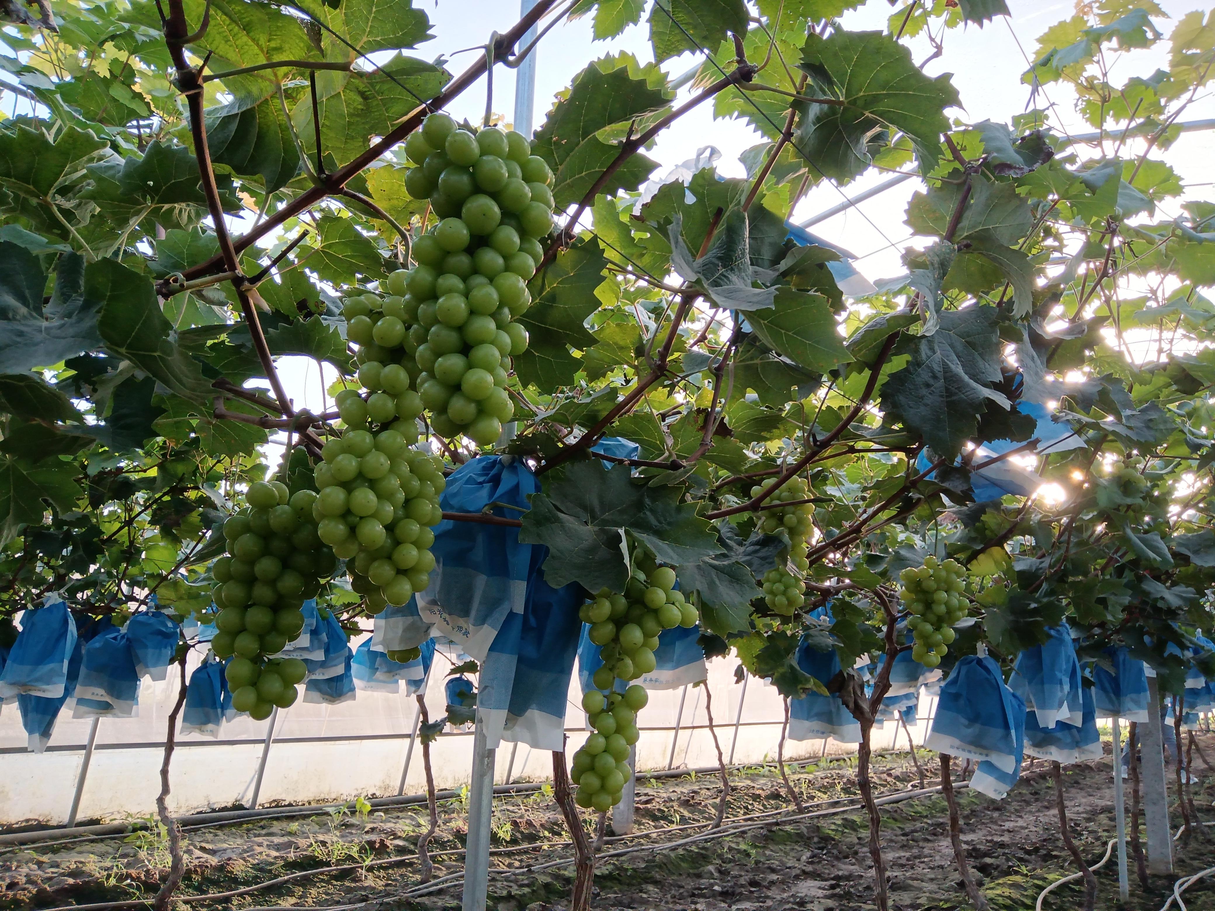 探索葡萄产业最新创新与发展,新鲜葡萄的崛起