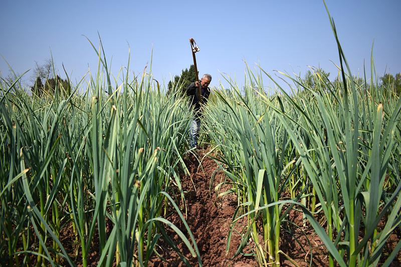 大蒜最新价格背后的友情、家庭与日常趣事之旅