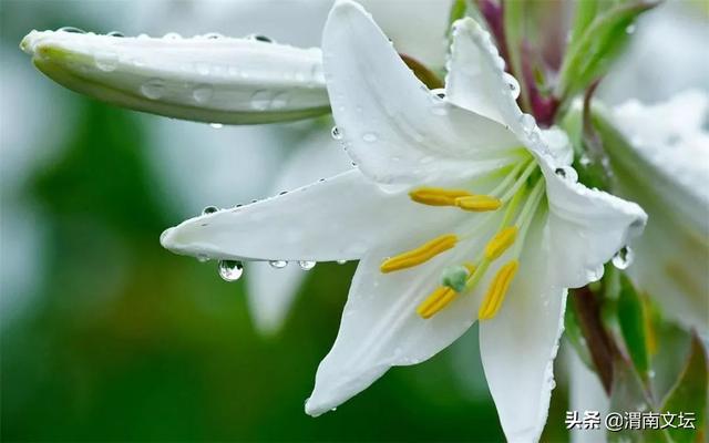 白百合最新风采,绽放的光彩与时代地位