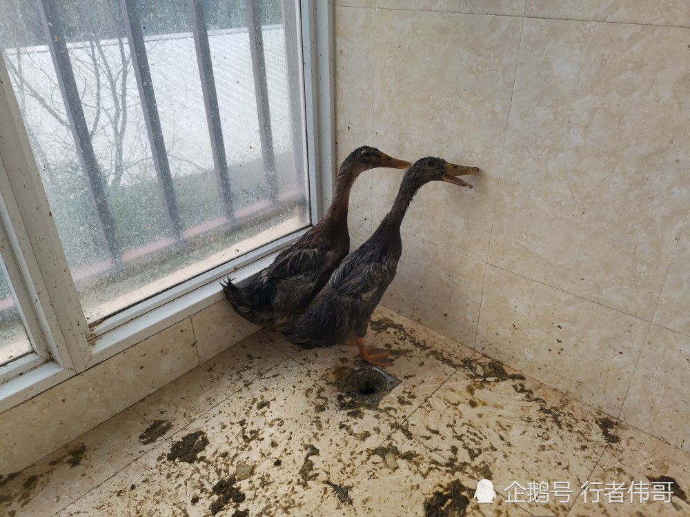 老鸭窝最新动态揭秘,精彩内容不断更新!