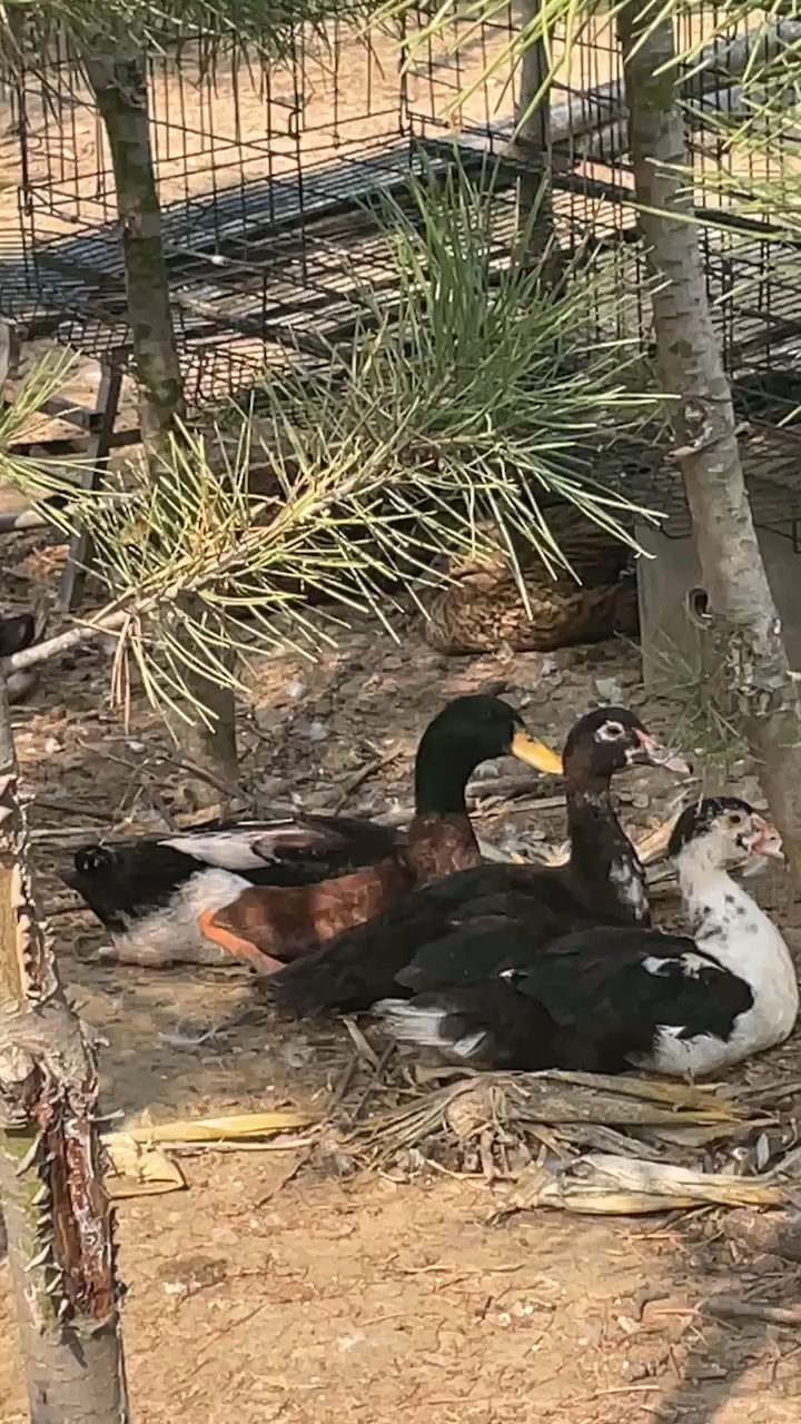 老鸭窝最新动态揭秘,精彩内容不断更新!