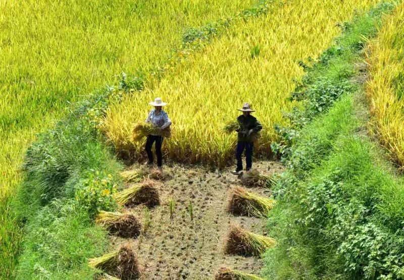 最新乡村爱情,田园生活的甜蜜恋曲