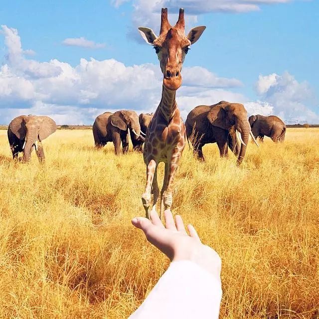 人与动物的和谐之旅,探索自然美景的愉快探险